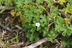 Geranium potentilloides