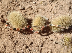 Micruroides euryxanthus