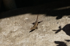 Eutropis multifasciata