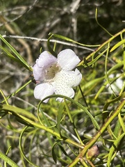 Eremophila polyclada