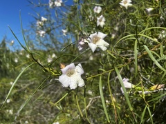 Eremophila polyclada