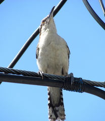 Campylorhynchus rufinucha