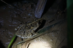 Fejervarya multistriata