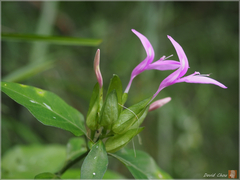 Hypoestes cumingiana