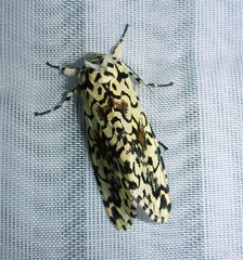 Lichnoptera moesta