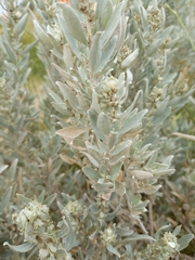 Atriplex cinerea