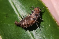 Apolinus lividigaster