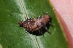 Apolinus lividigaster