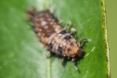 Apolinus lividigaster