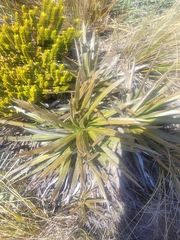 Celmisia armstrongii