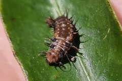 Apolinus lividigaster