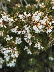 Acrothamnus montanus
