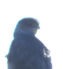 Accipiter