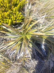 Celmisia armstrongii