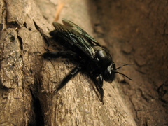 Xylocopa fimbriata