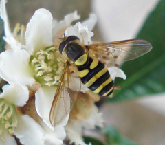 Syrphus knabi
