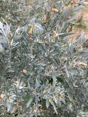 Atriplex cinerea