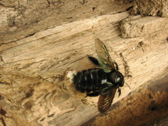 Xylocopa fimbriata