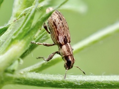 Sitona discoideus