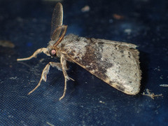 Ilema costalis