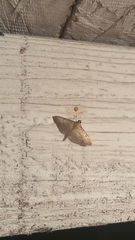 Herpetogramma bipunctalis