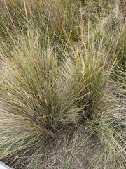 Juncus acutus
