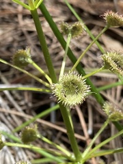 Drosera porrecta