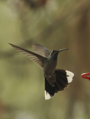 Lampornis clemenciae