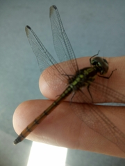 Lathrecista asiatica
