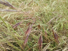 Bromus diandrus