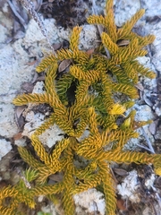Austrolycopodium fastigiatum