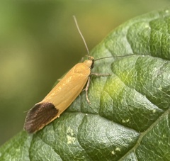 Merocroca