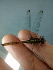 Lathrecista asiatica