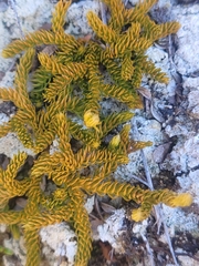 Austrolycopodium fastigiatum