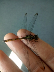 Lathrecista asiatica