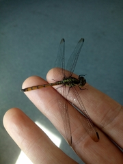 Lathrecista asiatica