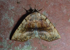 Goniocarsia