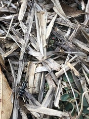 Microphthalma disjuncta