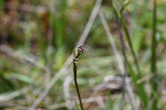 Dianella amoena