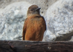 Hirundinea ferruginea