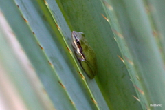Litoria bicolor