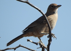 Pseudoseisura gutturalis
