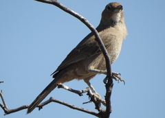 Pseudoseisura gutturalis