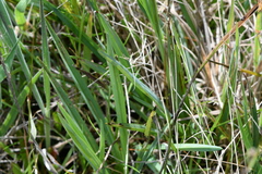 Dianella amoena