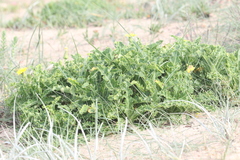 Sonchus megalocarpus