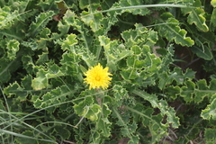 Sonchus megalocarpus