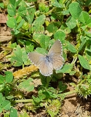 Theclinesthes serpentata