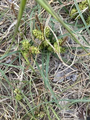 Carex pumila