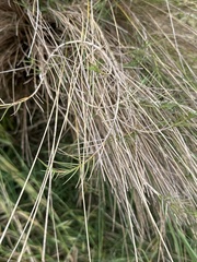 Austrostipa stipoides