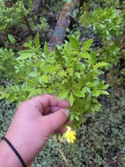 Phyllocladus alpinus